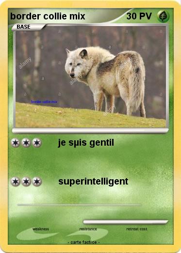 Pokemon border collie mix