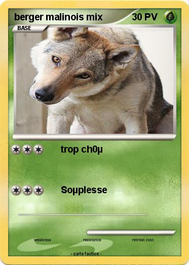 Pokemon berger malinois mix