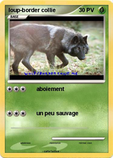 Pokemon loup-border collie