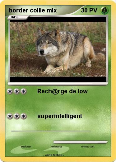 Pokemon border collie mix