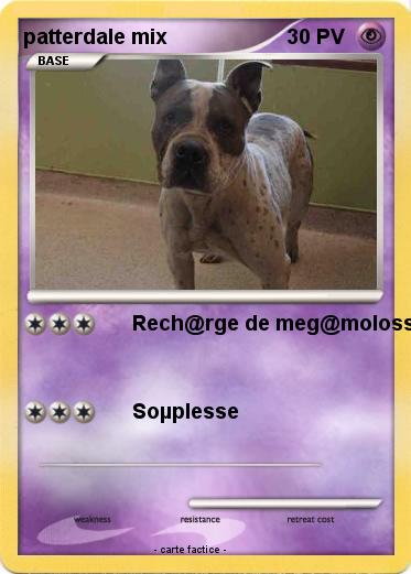 Pokemon patterdale mix