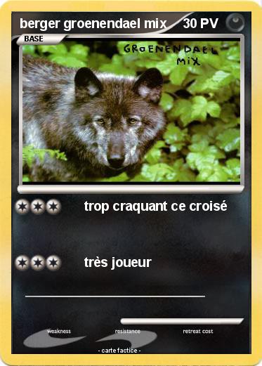 Pokemon berger groenendael mix