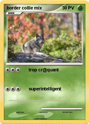 Pokemon border collie mix