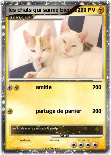 Pokemon les chats qui saime bien
