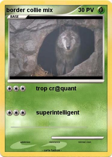 Pokemon border collie mix