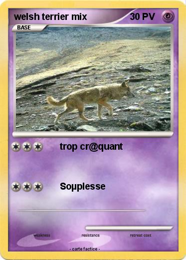 Pokemon welsh terrier mix
