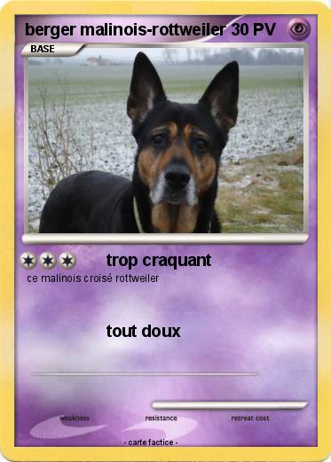 Pokemon berger malinois-rottweiler