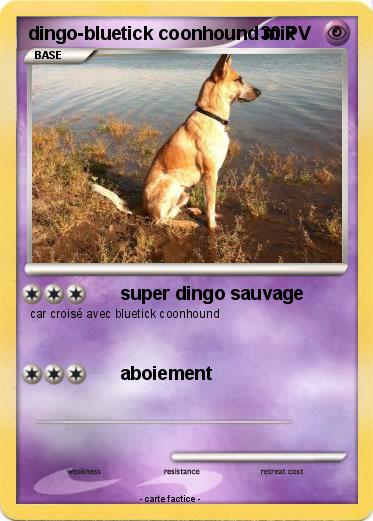 Pokemon dingo-bluetick coonhound mix
