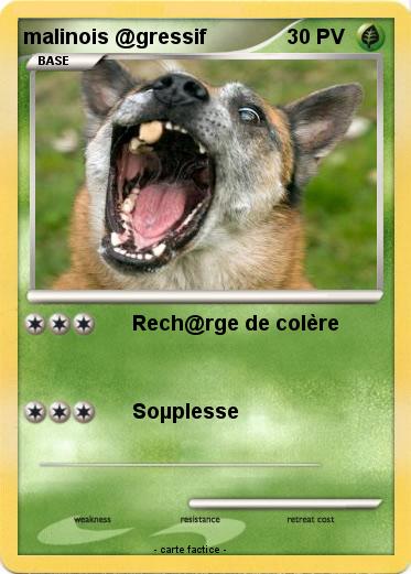 Pokemon malinois @gressif