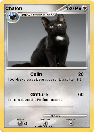 Pokemon Chaton