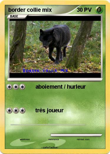 Pokemon border collie mix