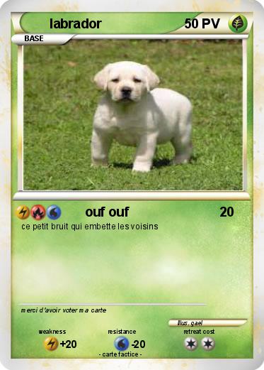 Pokemon labrador