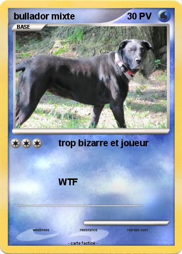 Pokemon bullador mixte