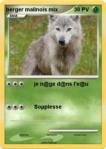 Pokemon berger malinois mix