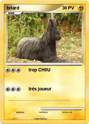 Pokemon briard