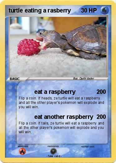 Pokemon turtle eating a rasberry