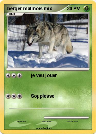 Pokemon berger malinois mix