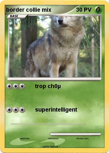 Pokemon border collie mix