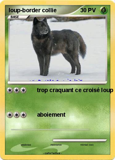 Pokemon loup-border collie