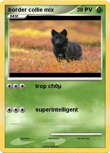 Pokemon border collie mix