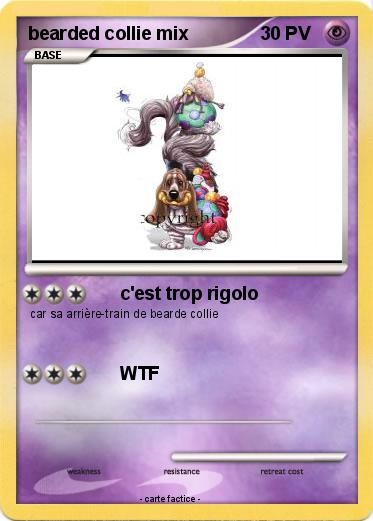 Pokemon bearded collie mix