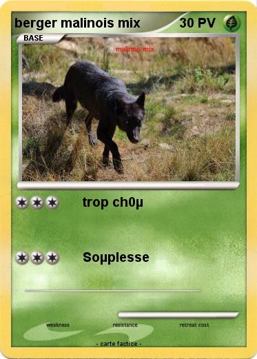 Pokemon berger malinois mix