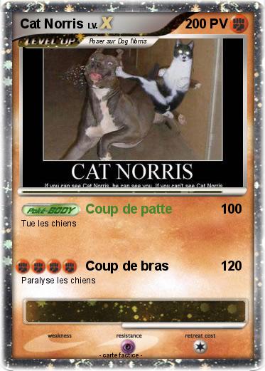 Pokemon Cat Norris