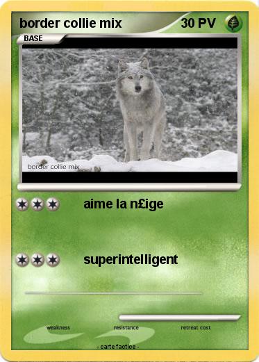 Pokemon border collie mix