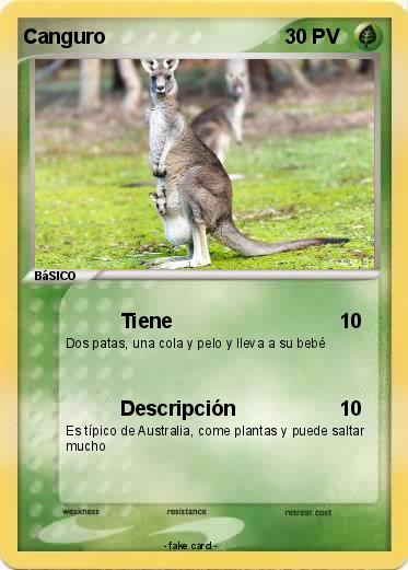 Pokemon Canguro