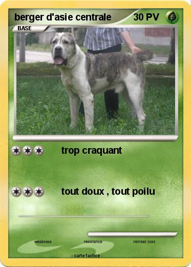 Pokemon berger d'asie centrale