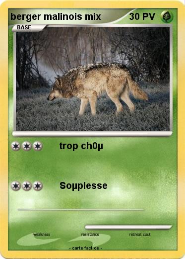 Pokemon berger malinois mix