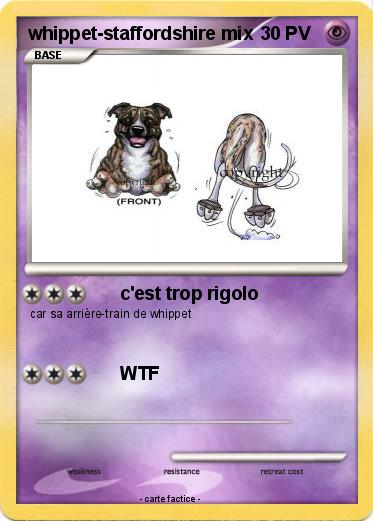Pokemon whippet-staffordshire mix