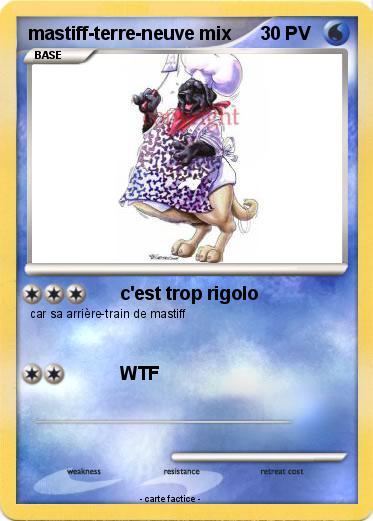 Pokemon mastiff-terre-neuve mix