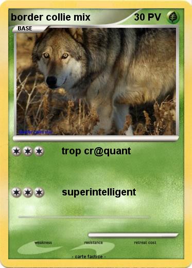 Pokemon border collie mix
