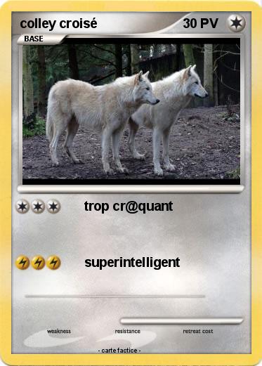 Pokemon colley croisé