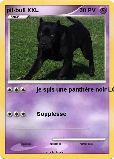 Pokemon pit-bull XXL