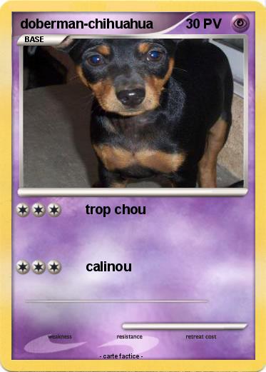Pokemon doberman-chihuahua