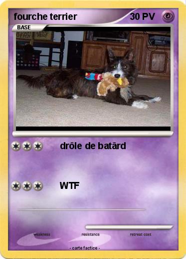 Pokemon fourche terrier