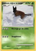 malinois d@ns