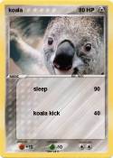 koala