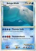 Beluga Whale