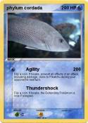 phylum cordada