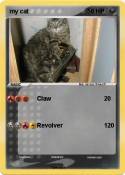 my cat