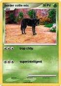 border collie