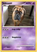 bullmastiff