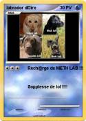 labrador d£lire