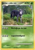 border collie