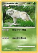 border collie