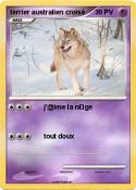 terrier austral