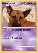 mastiff croisé